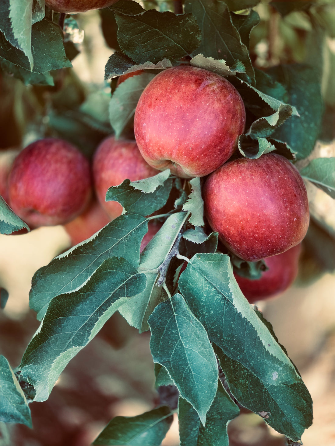 Apfel